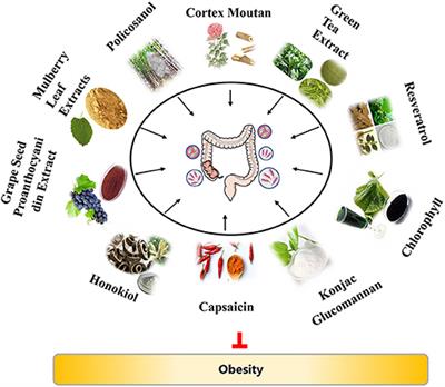 Plant Extracts in Obesity: A Role of Gut Microbiota